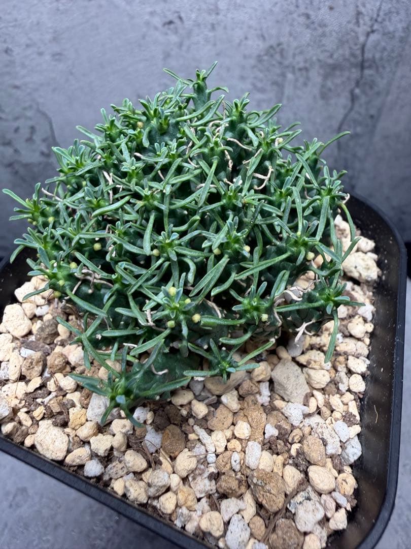 ユーフォルビア デセプタ 実生 良型 美株 ⑥