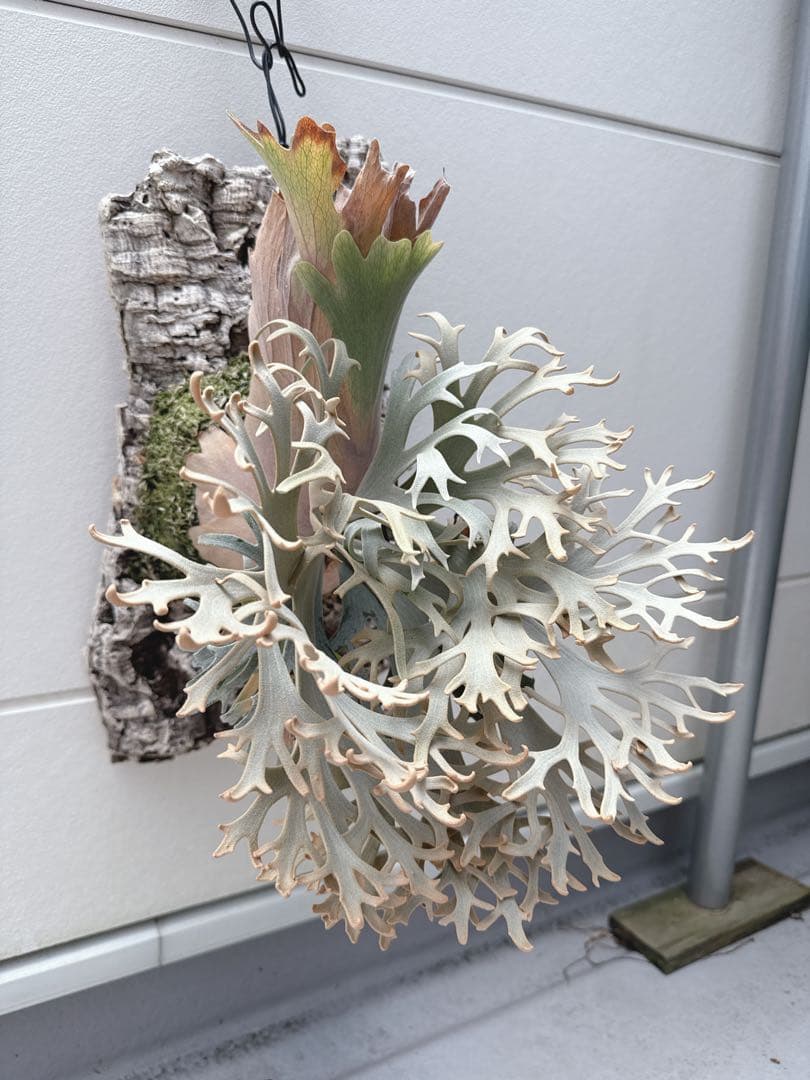 ビカクシダ　jenny ＯＣ　胞子