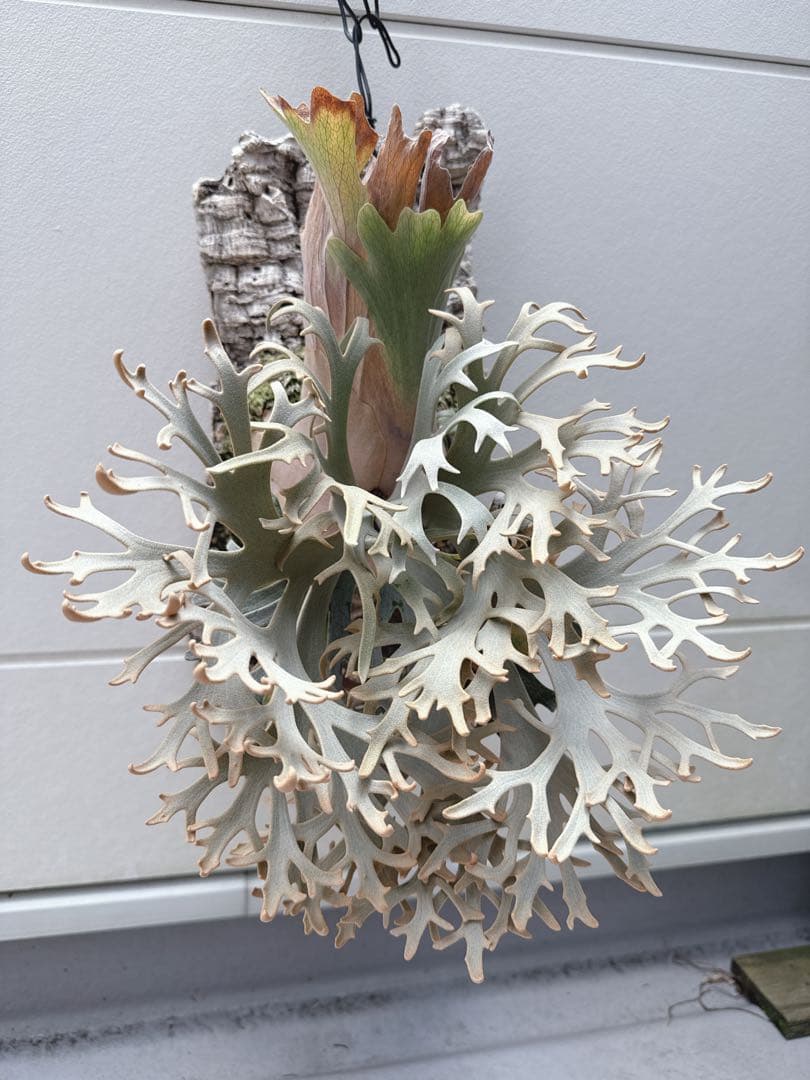 ビカクシダ　jenny ＯＣ　胞子