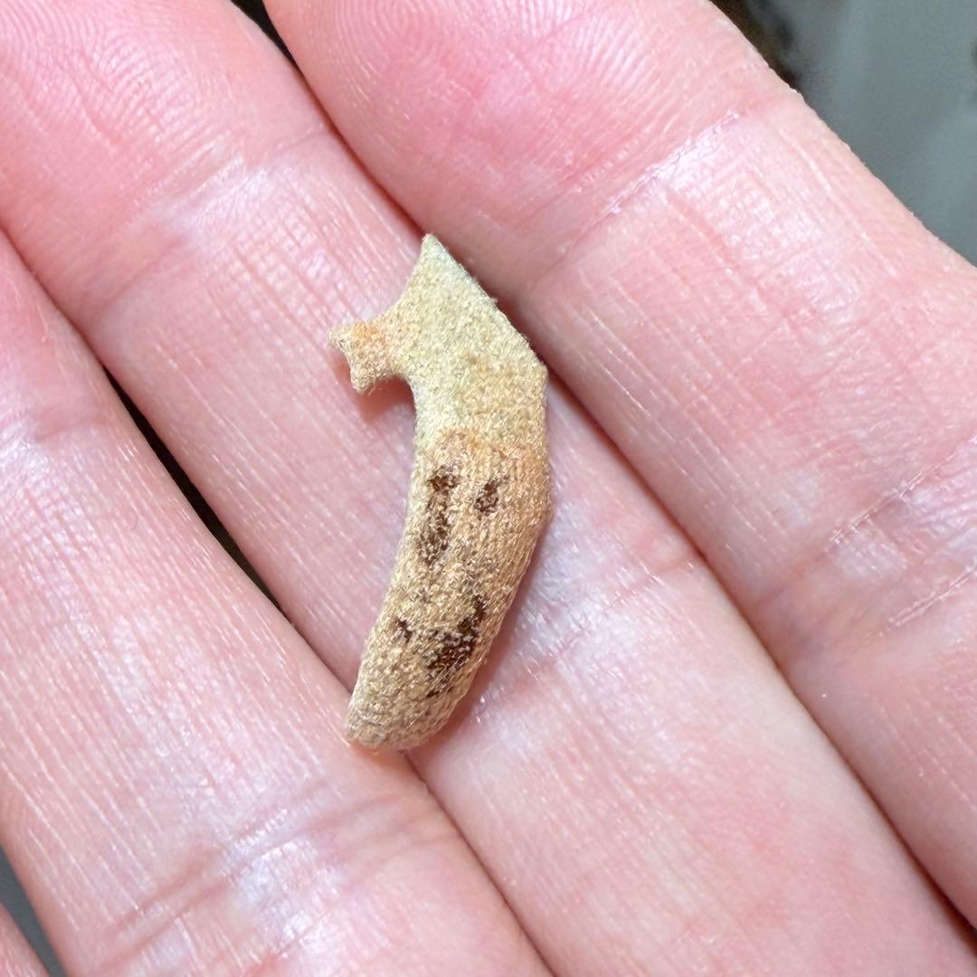 ビカクシダ　jenny ＯＣ　胞子