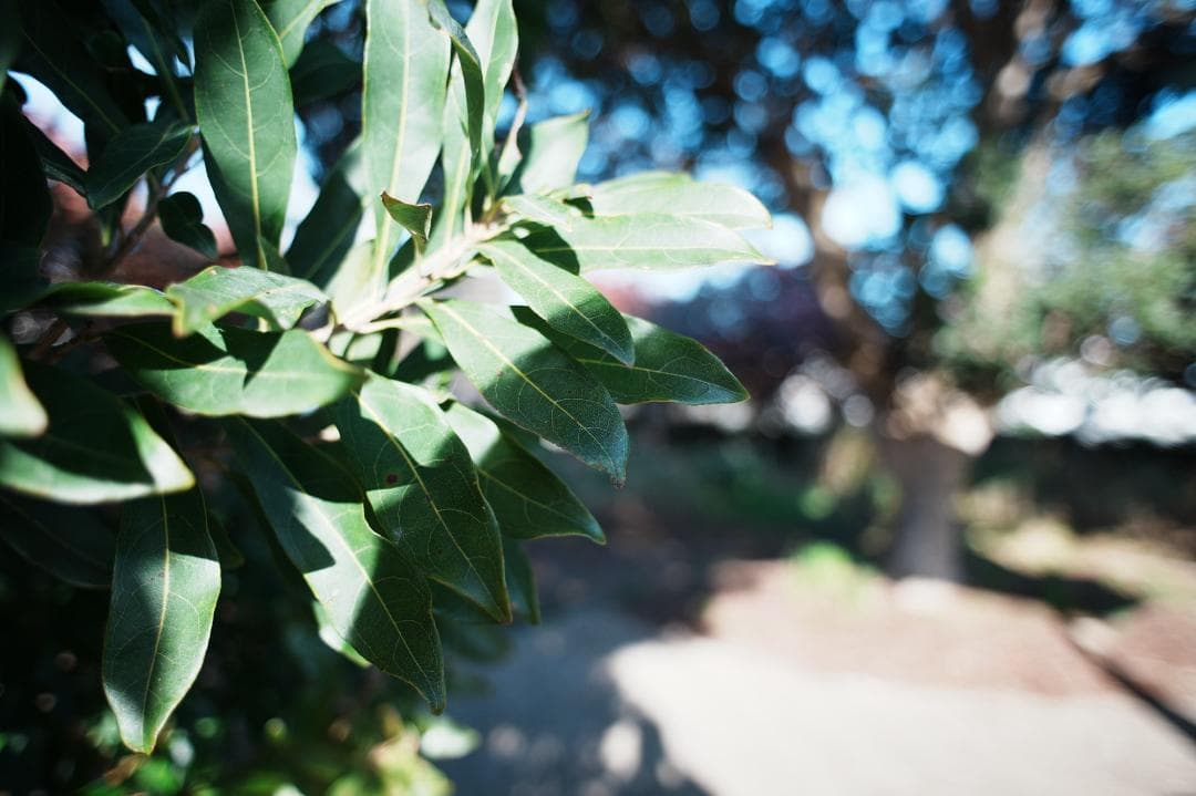 【整備＆テスト済】Nikon Af Nikkor 24mm F2.8 490