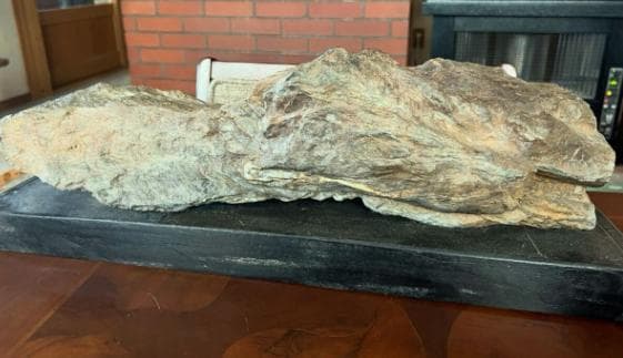 石収集家 人生コレクション 大型14.8kg 珪化木 化石 パワーストーン天然石