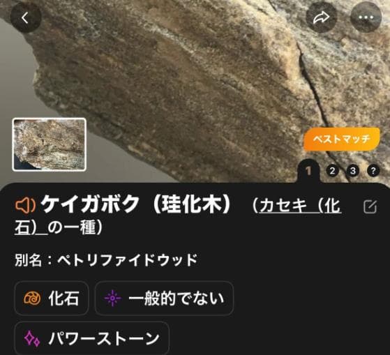 石収集家 人生コレクション 大型14.8kg 珪化木 化石 パワーストーン天然石