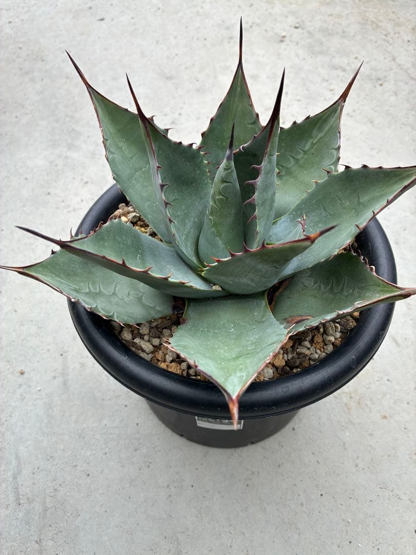 アガベ パラサナ