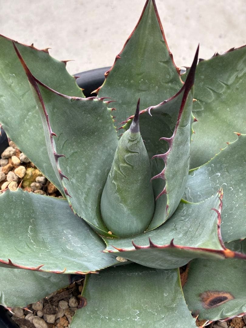 アガベ パラサナ