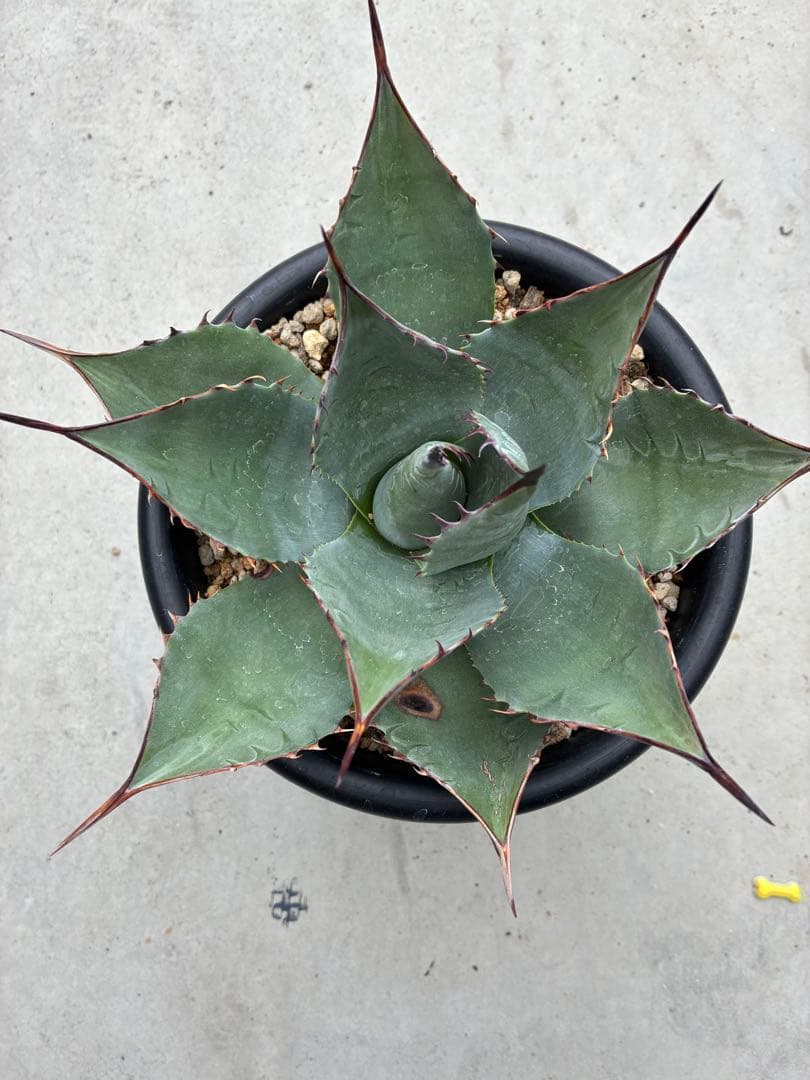 アガベ パラサナ