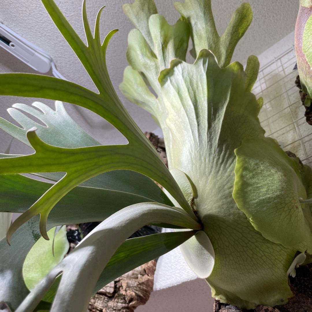 イエロームーン　OC