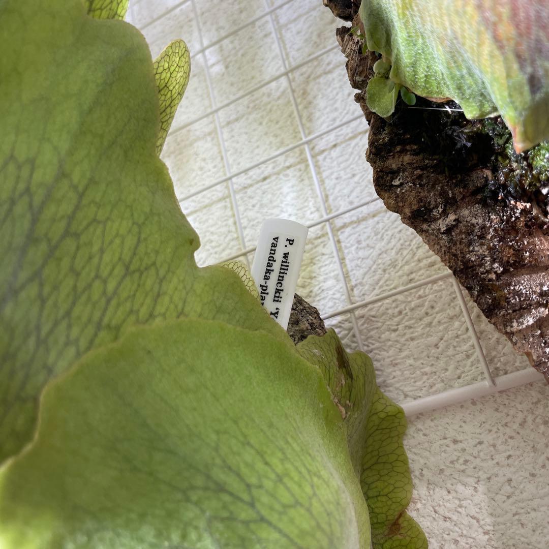 イエロームーン　OC