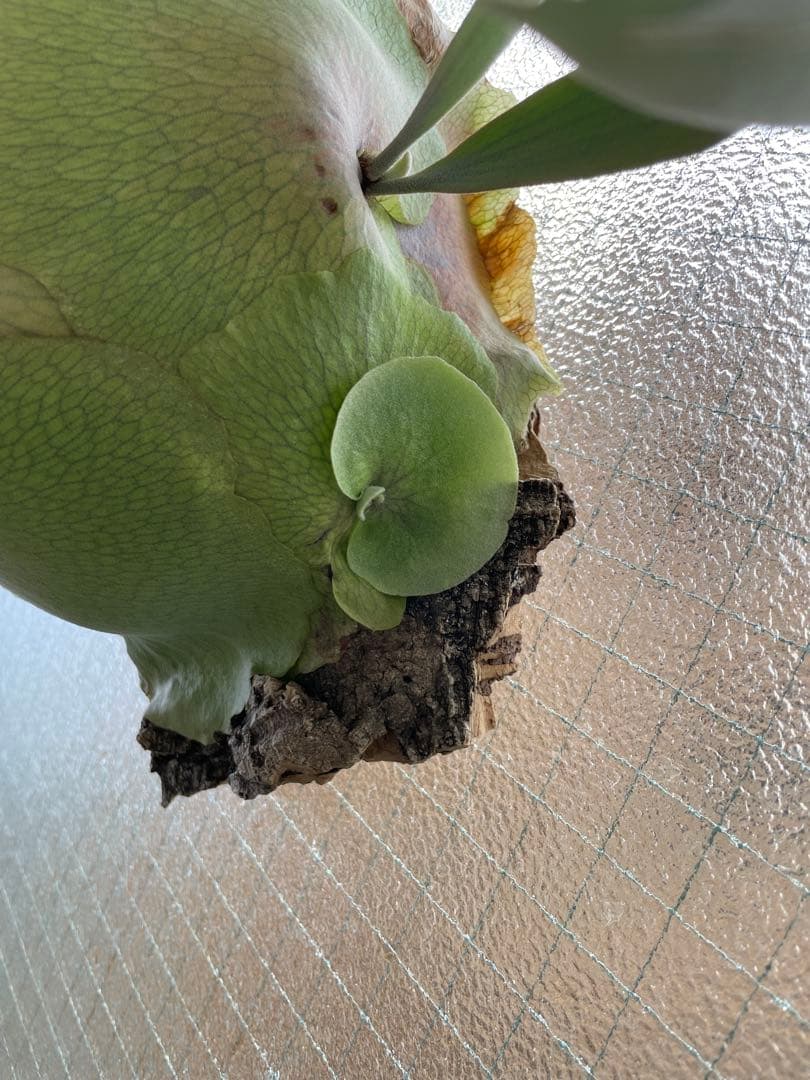 イエロームーン　OC