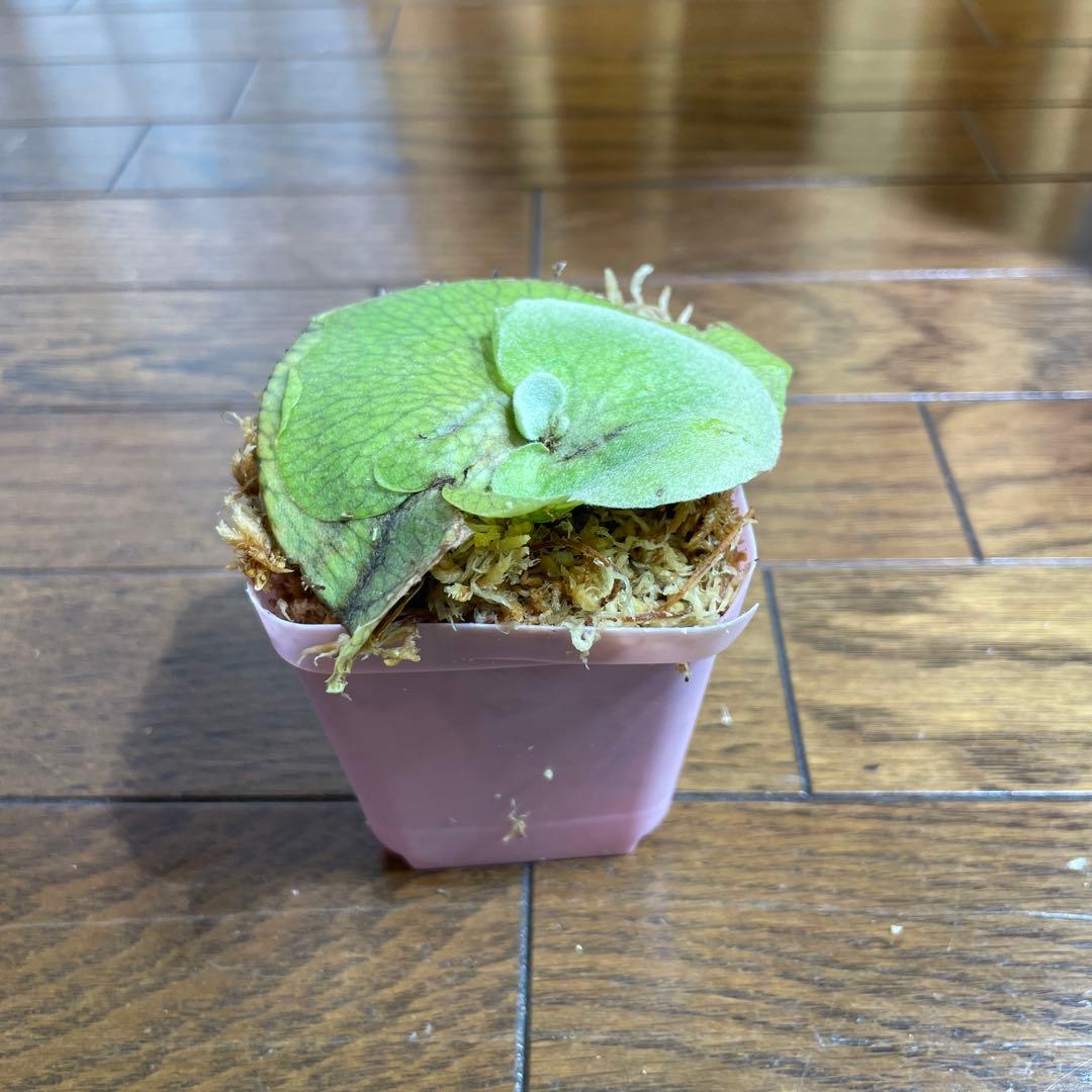 イエロームーン　OC