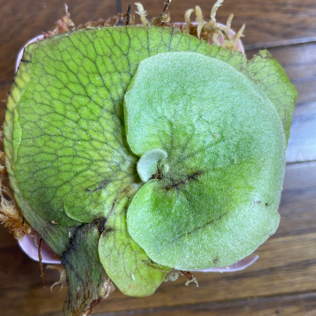 イエロームーン　OC