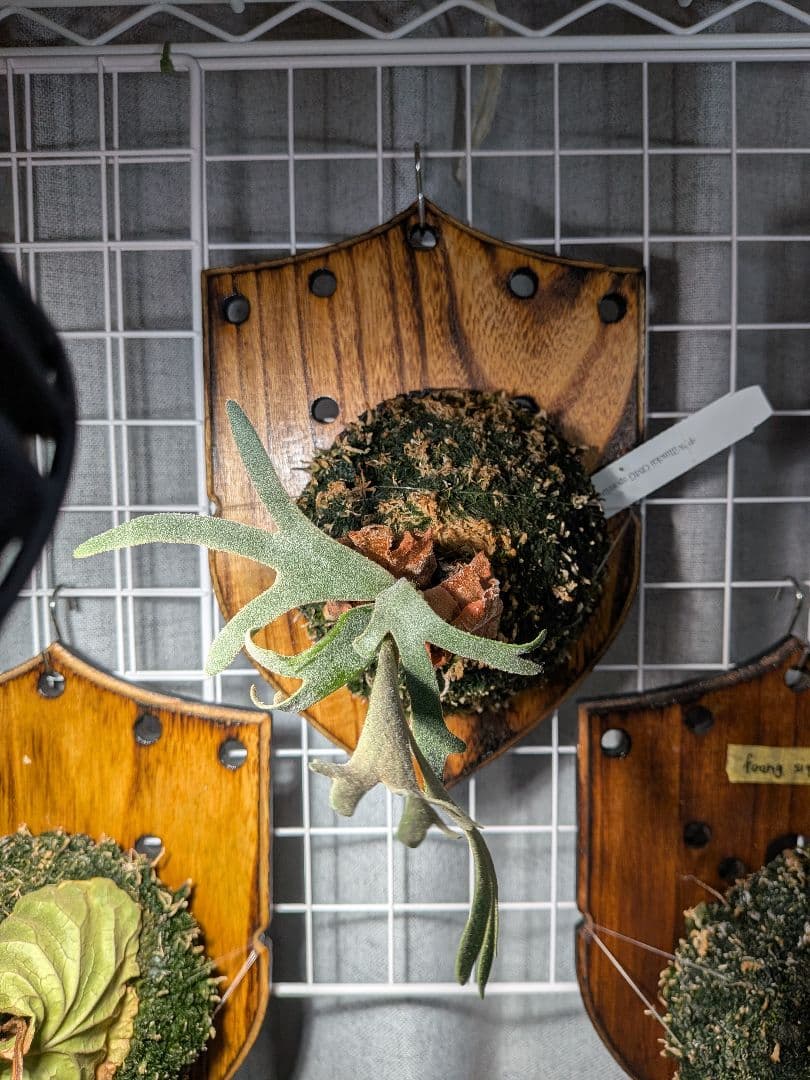 【横浜 引き取り限定】ビカクシダ4種　OMG フーンシキ リドレー ネザーランド