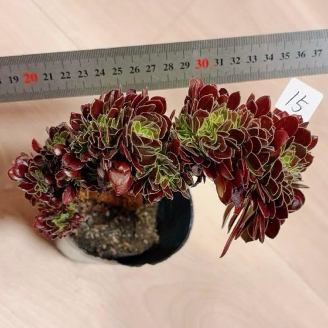 15#多肉植物アエオニウム❤️カシミヤバイオレットセッカ ❤️ 16cm拔き苗