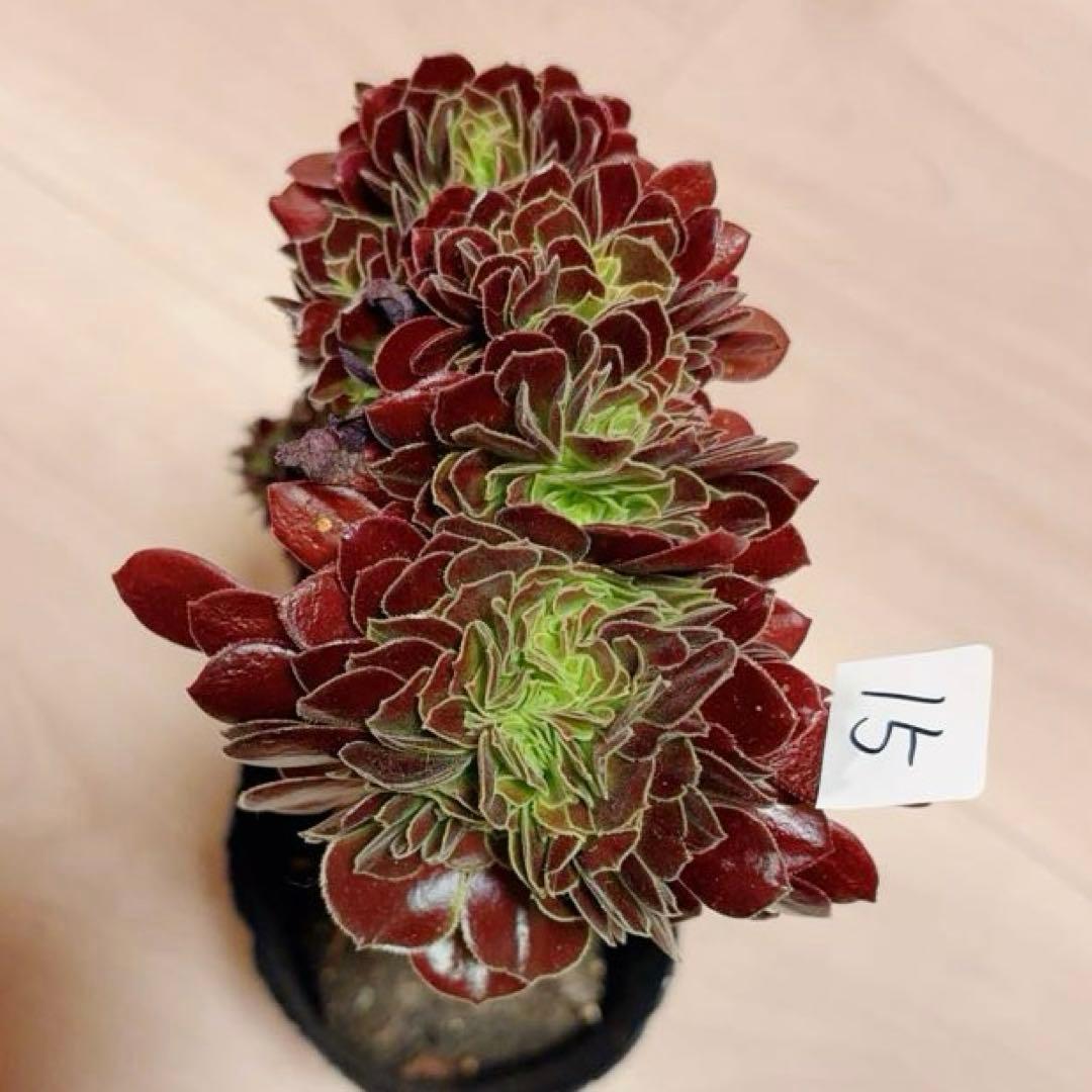 15#多肉植物アエオニウム❤️カシミヤバイオレットセッカ ❤️ 16cm拔き苗