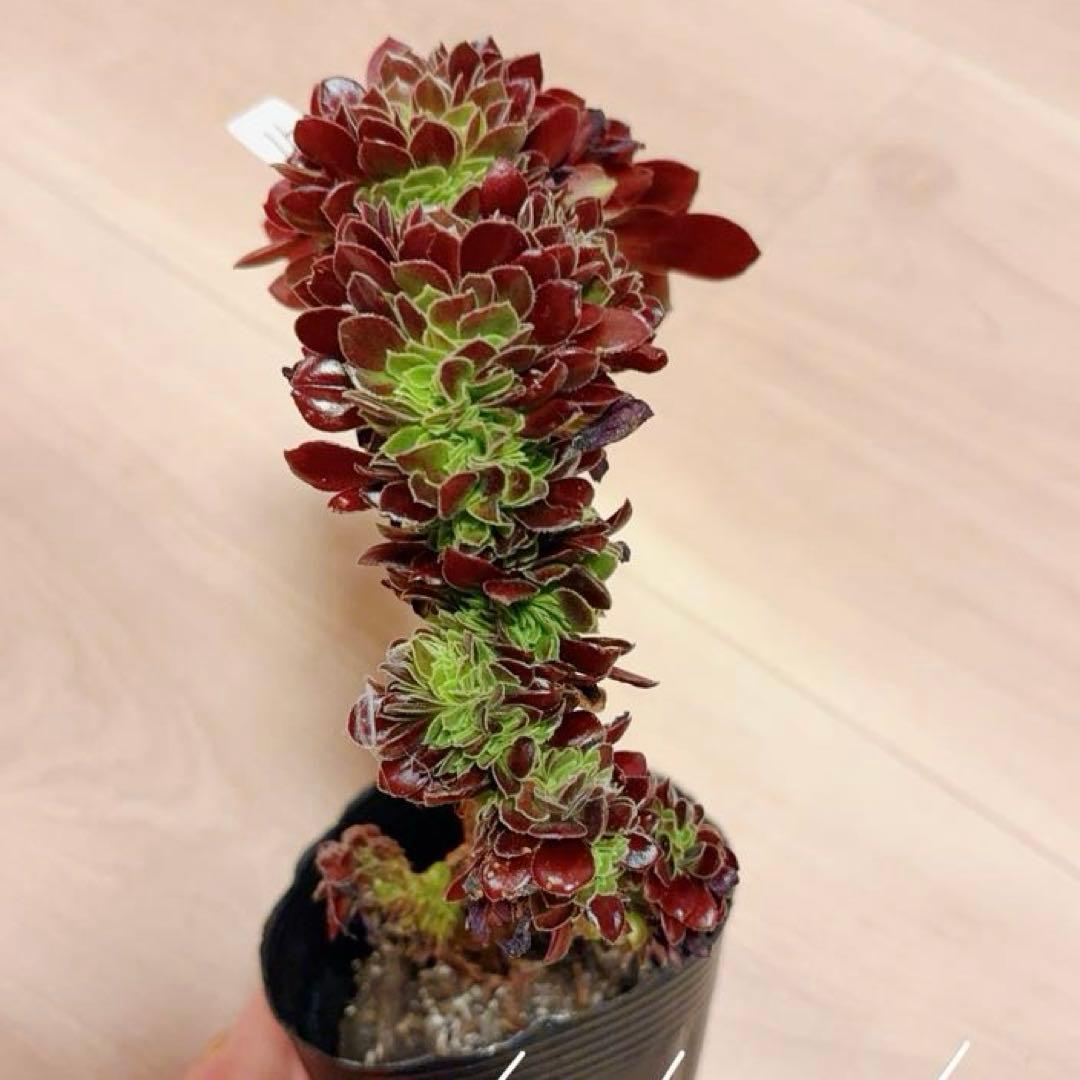 15#多肉植物アエオニウム❤️カシミヤバイオレットセッカ ❤️ 16cm拔き苗