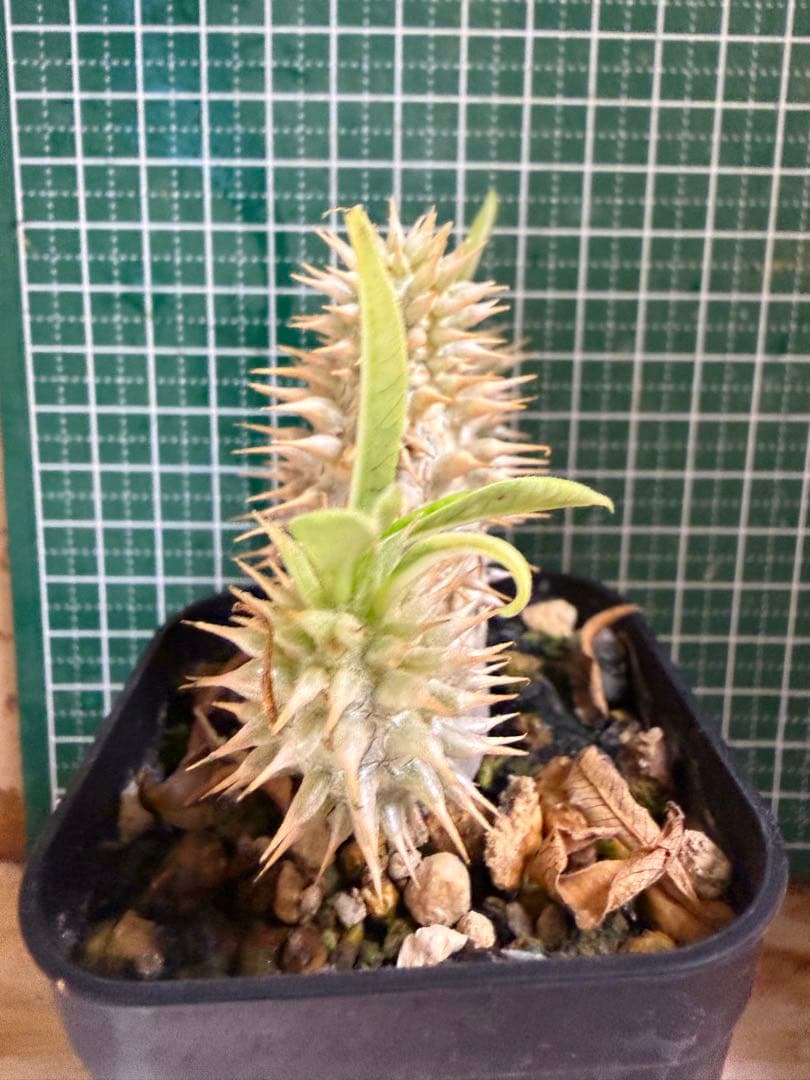 パキポディウム グラキリス　有望実生 株