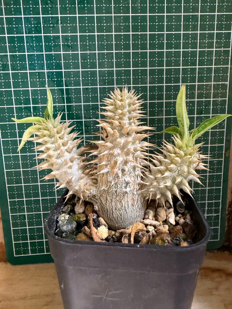 パキポディウム グラキリス　有望実生 株