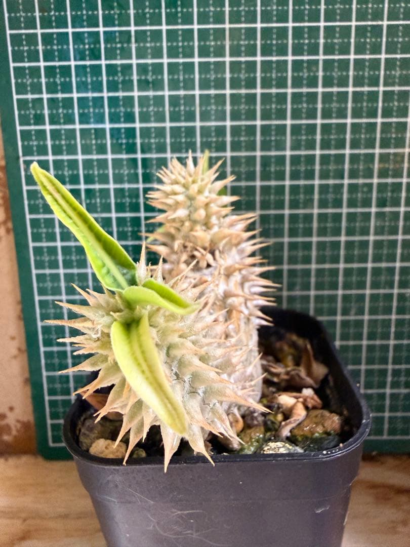 パキポディウム グラキリス　有望実生 株