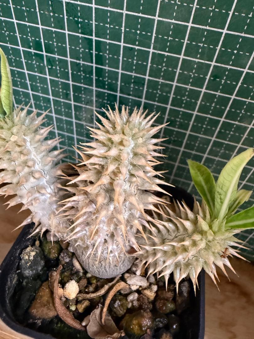 パキポディウム グラキリス　有望実生 株