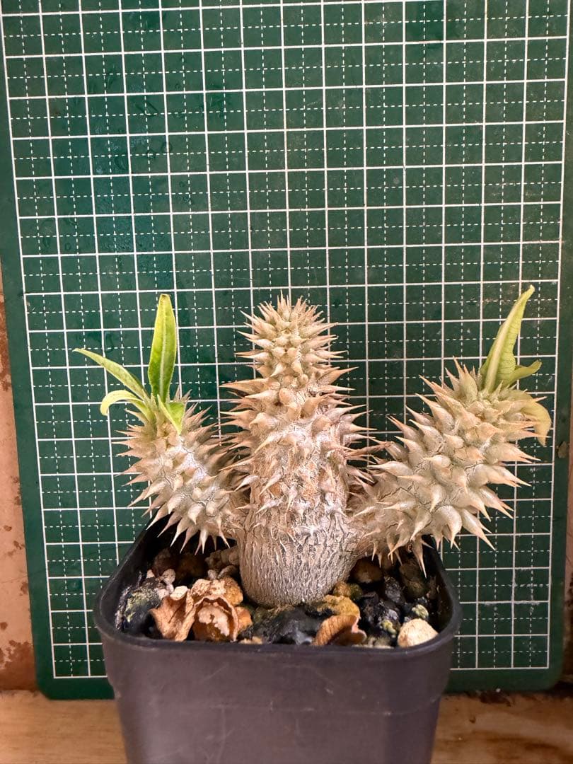 パキポディウム グラキリス　有望実生 株