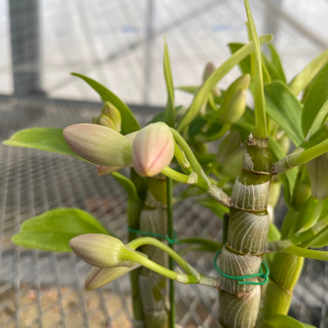 【きすけ】ポルカ　ベビーズアイ　メルカリ便