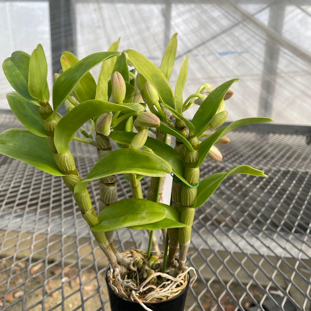 【きすけ】ポルカ　ベビーズアイ　メルカリ便