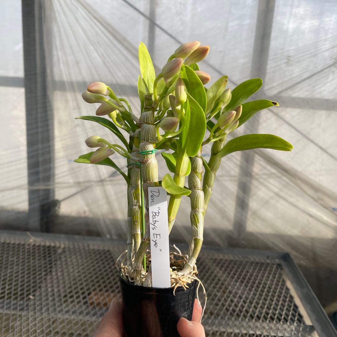 【きすけ】ポルカ　ベビーズアイ　メルカリ便