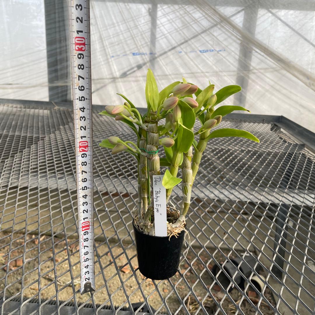 【きすけ】ポルカ　ベビーズアイ　メルカリ便