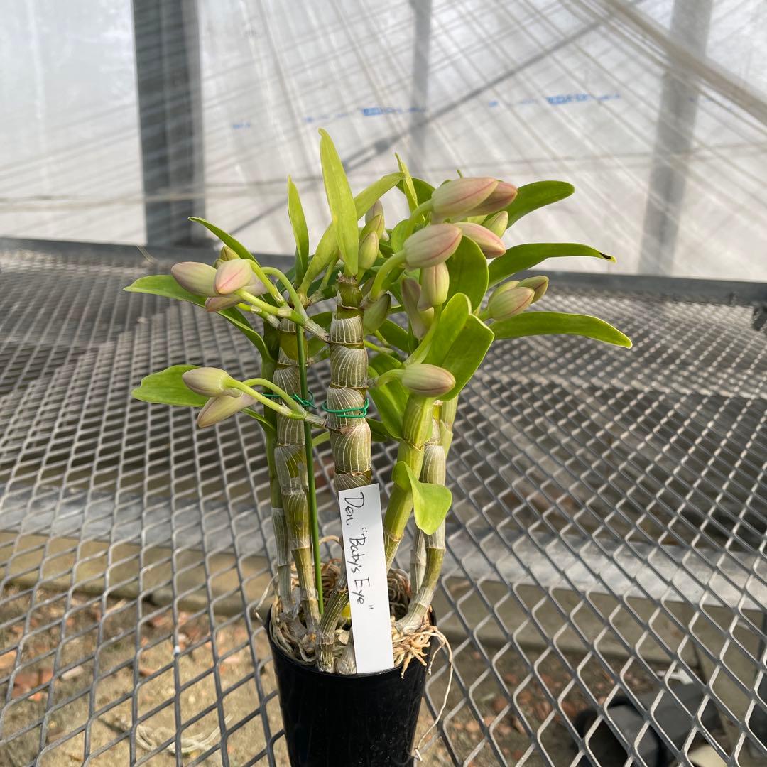 【きすけ】ポルカ　ベビーズアイ　メルカリ便