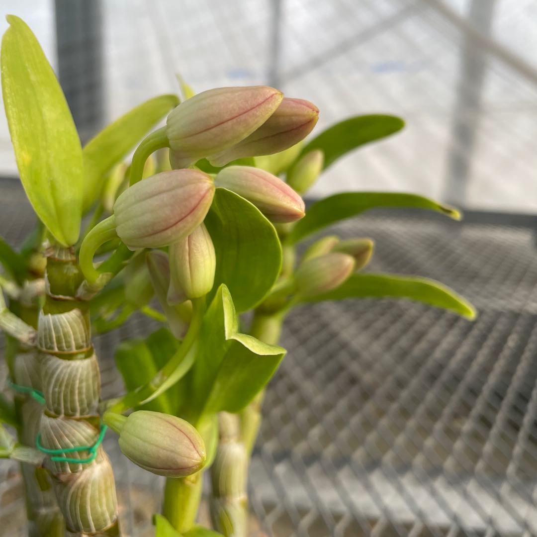 【きすけ】ポルカ　ベビーズアイ　メルカリ便