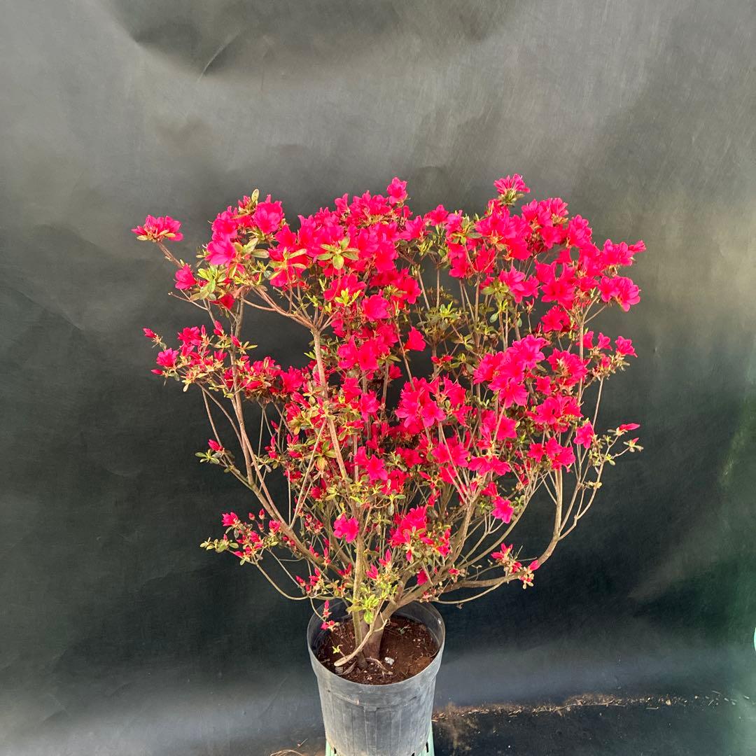 ツツジ　チクシベニ　開花前