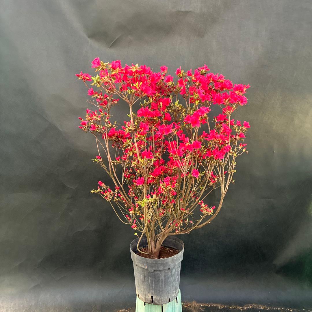 ツツジ　チクシベニ　開花前