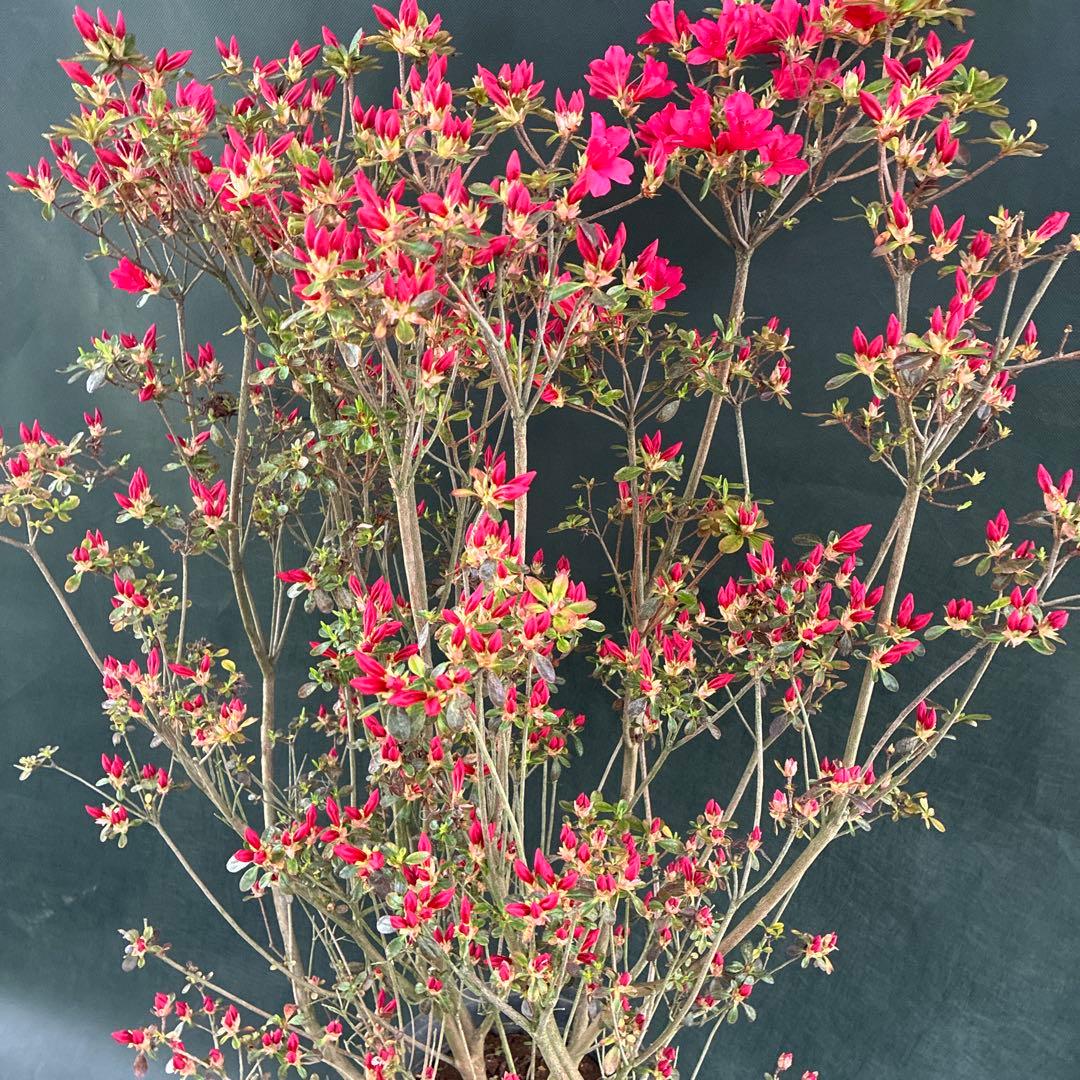 ツツジ　チクシベニ　開花前