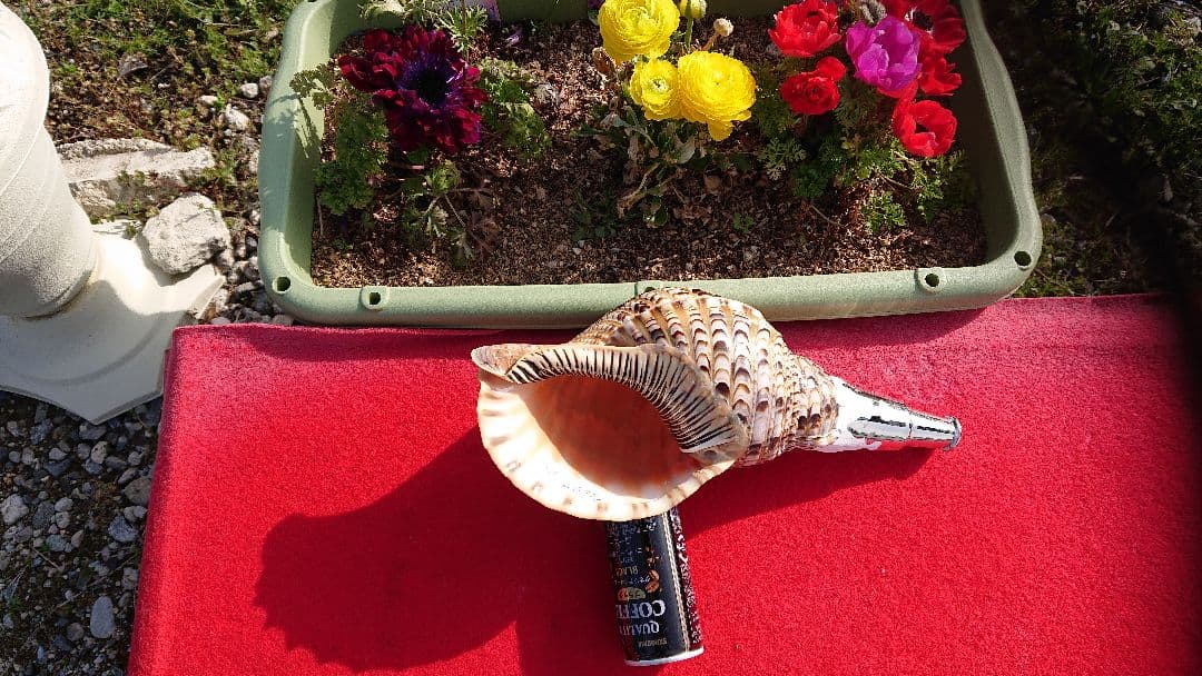 法螺貝 (山伏用)35cm 670gm