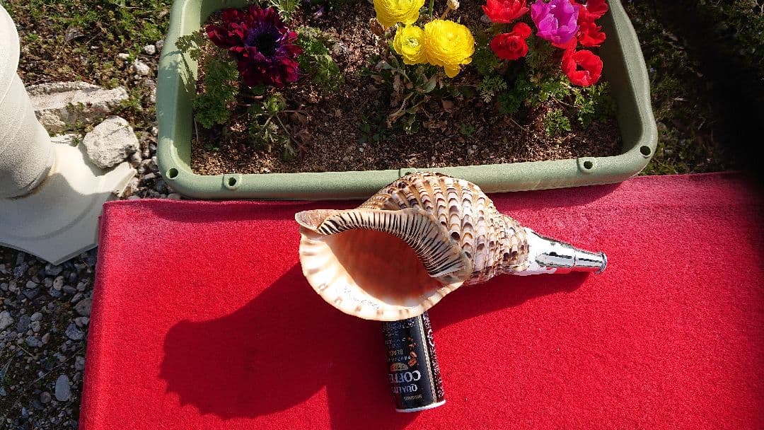 法螺貝 (山伏用)35cm 670gm