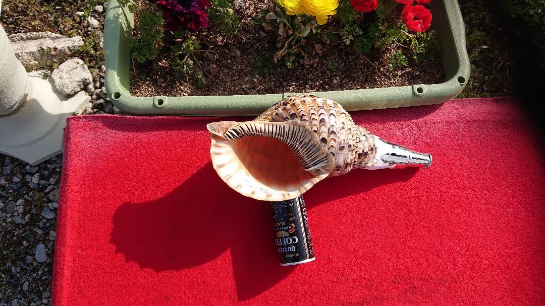 法螺貝 (山伏用)35cm 670gm