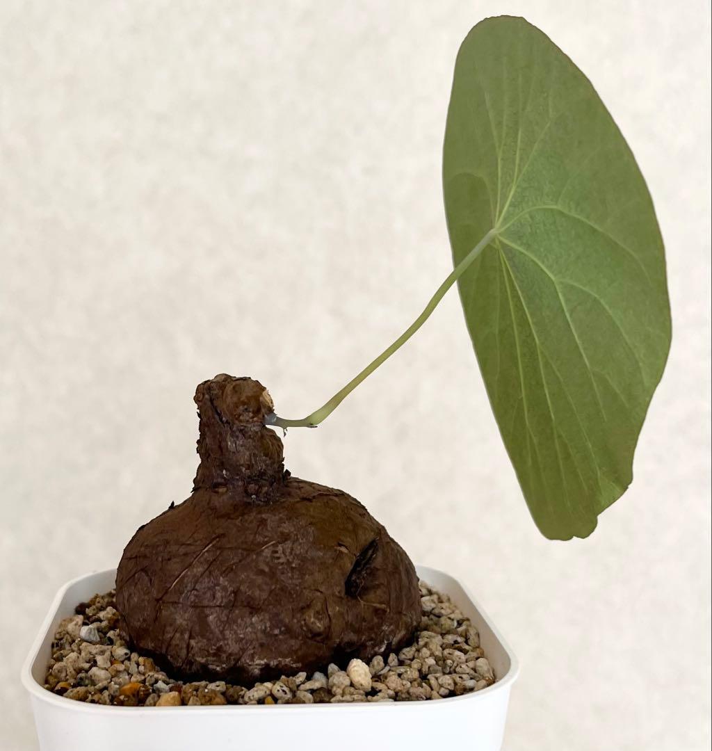 ステファニア カウィーサキー（kaweesakii）鉢植え A-17