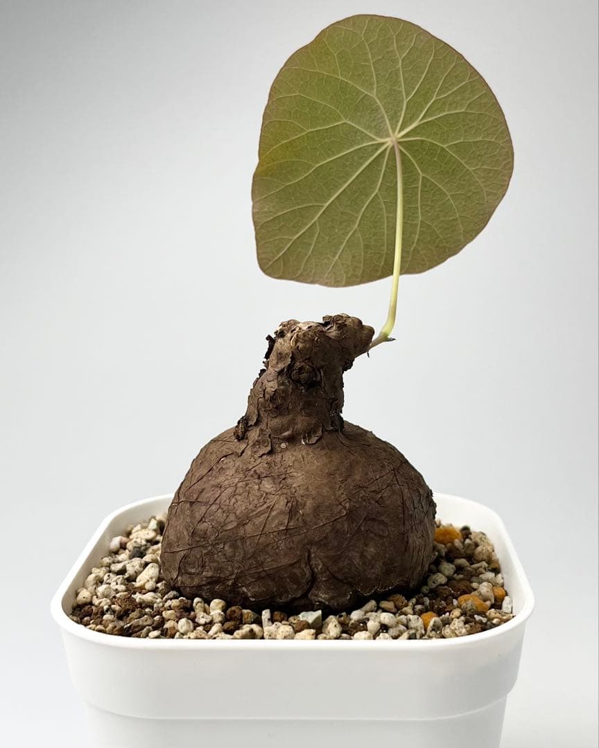 ステファニア カウィーサキー（kaweesakii）鉢植え A-17