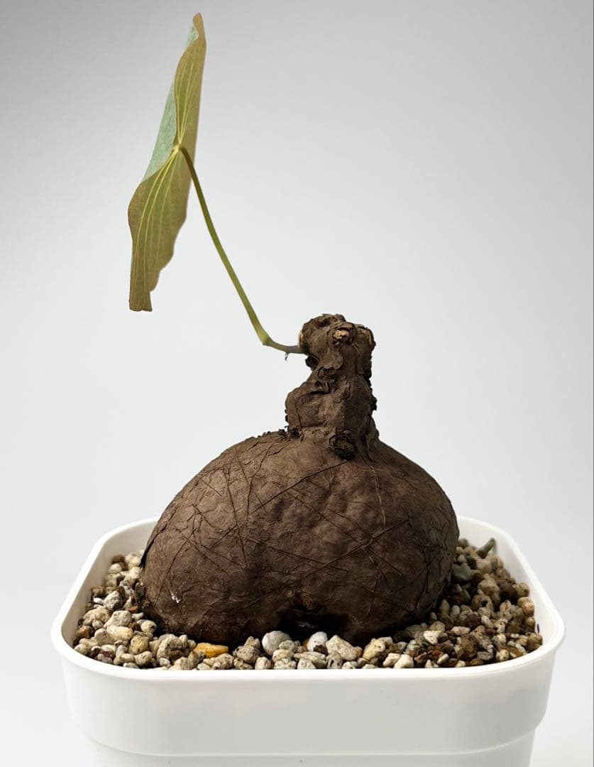 ステファニア カウィーサキー（kaweesakii）鉢植え A-17