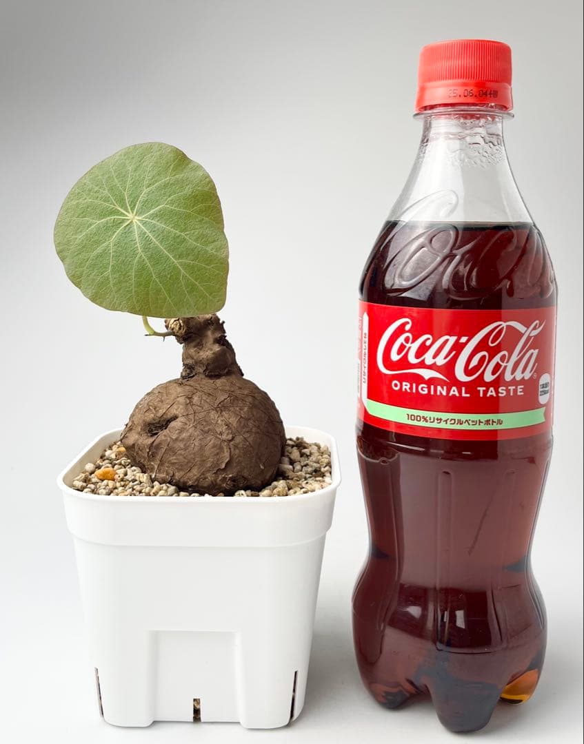 ステファニア カウィーサキー（kaweesakii）鉢植え A-17