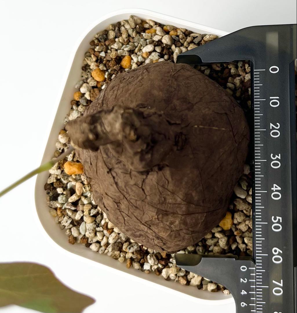 ステファニア カウィーサキー（kaweesakii）鉢植え A-17