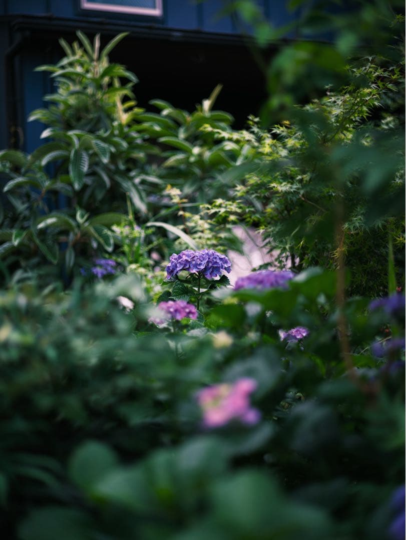 レンズ(単焦点) PENTAX FA 77mm F1.8 Limited