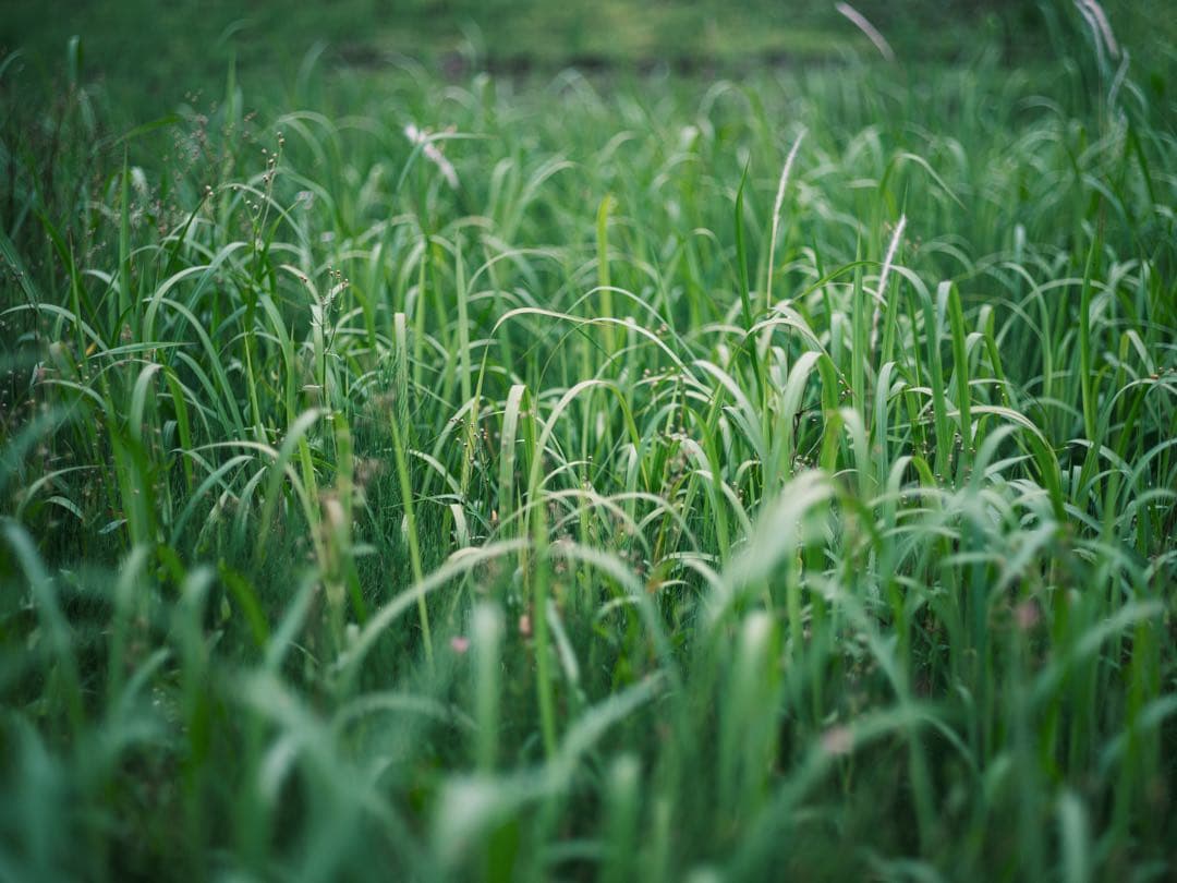レンズ(単焦点) PENTAX FA 77mm F1.8 Limited