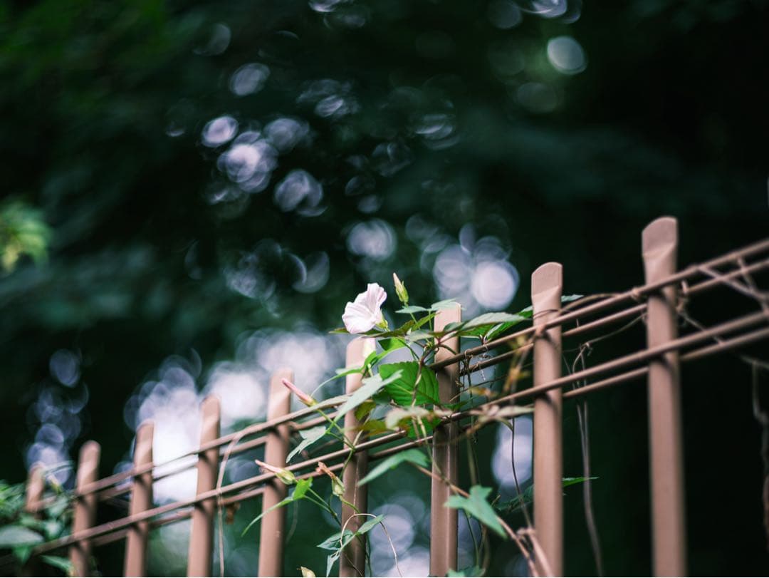 レンズ(単焦点) PENTAX FA 77mm F1.8 Limited