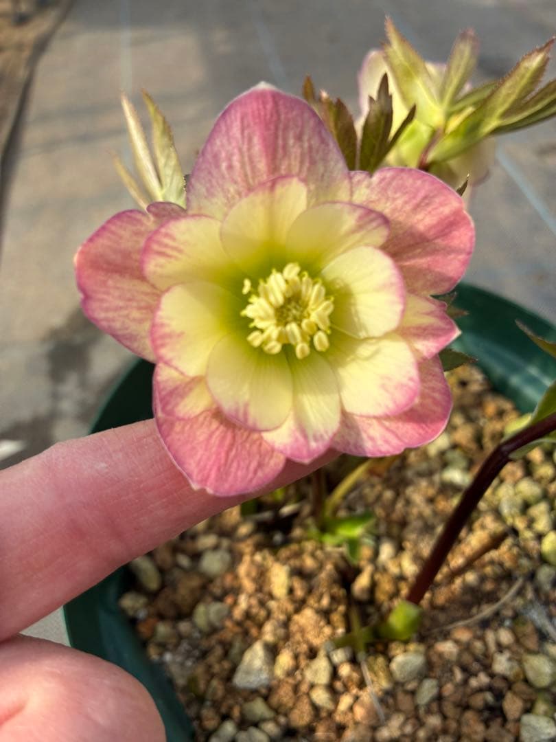 クリスマスローズ　小輪　リバーシブルグラデーション　赤軸　６寸