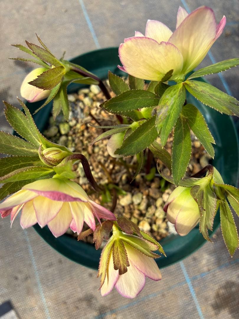 クリスマスローズ　小輪　リバーシブルグラデーション　赤軸　６寸