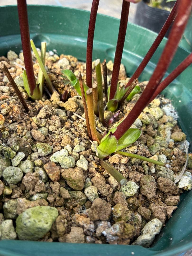 クリスマスローズ　小輪　リバーシブルグラデーション　赤軸　６寸