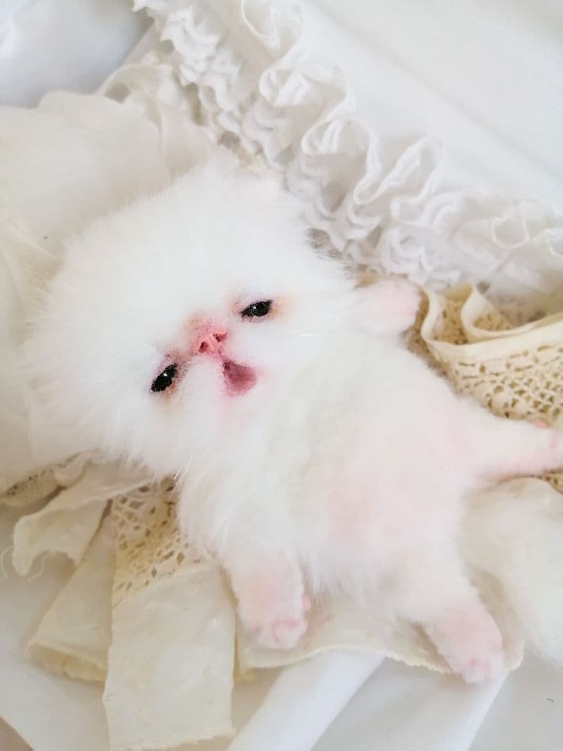 生後15日♡子猫のむーちゃん♡お腹ぽっこり♡アートドール♡ぬいぐるみ♡