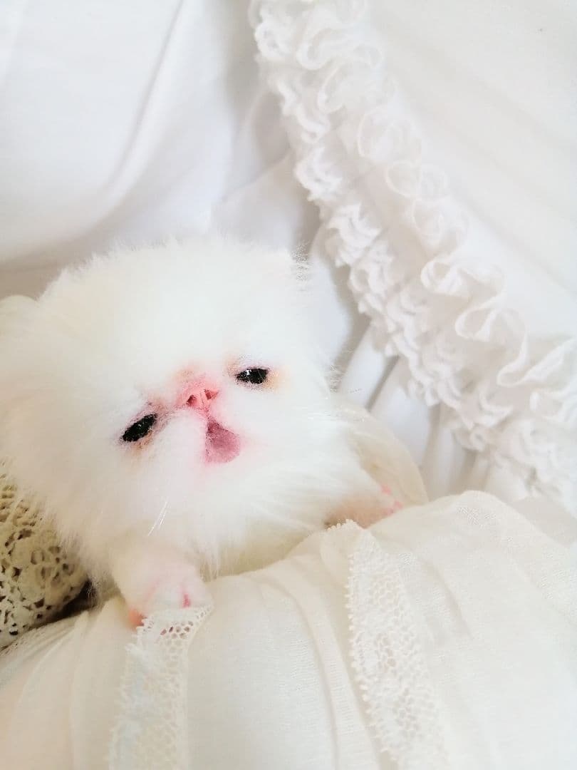 生後15日♡子猫のむーちゃん♡お腹ぽっこり♡アートドール♡ぬいぐるみ♡