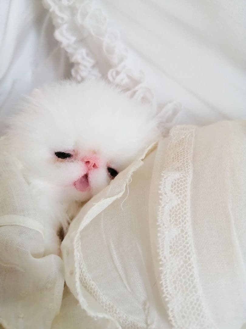 生後15日♡子猫のむーちゃん♡お腹ぽっこり♡アートドール♡ぬいぐるみ♡